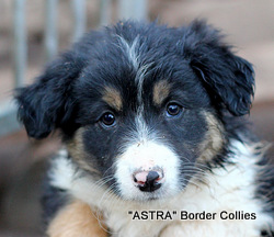 Tricolour, Female, Smooth to medium coated, border collie puppy